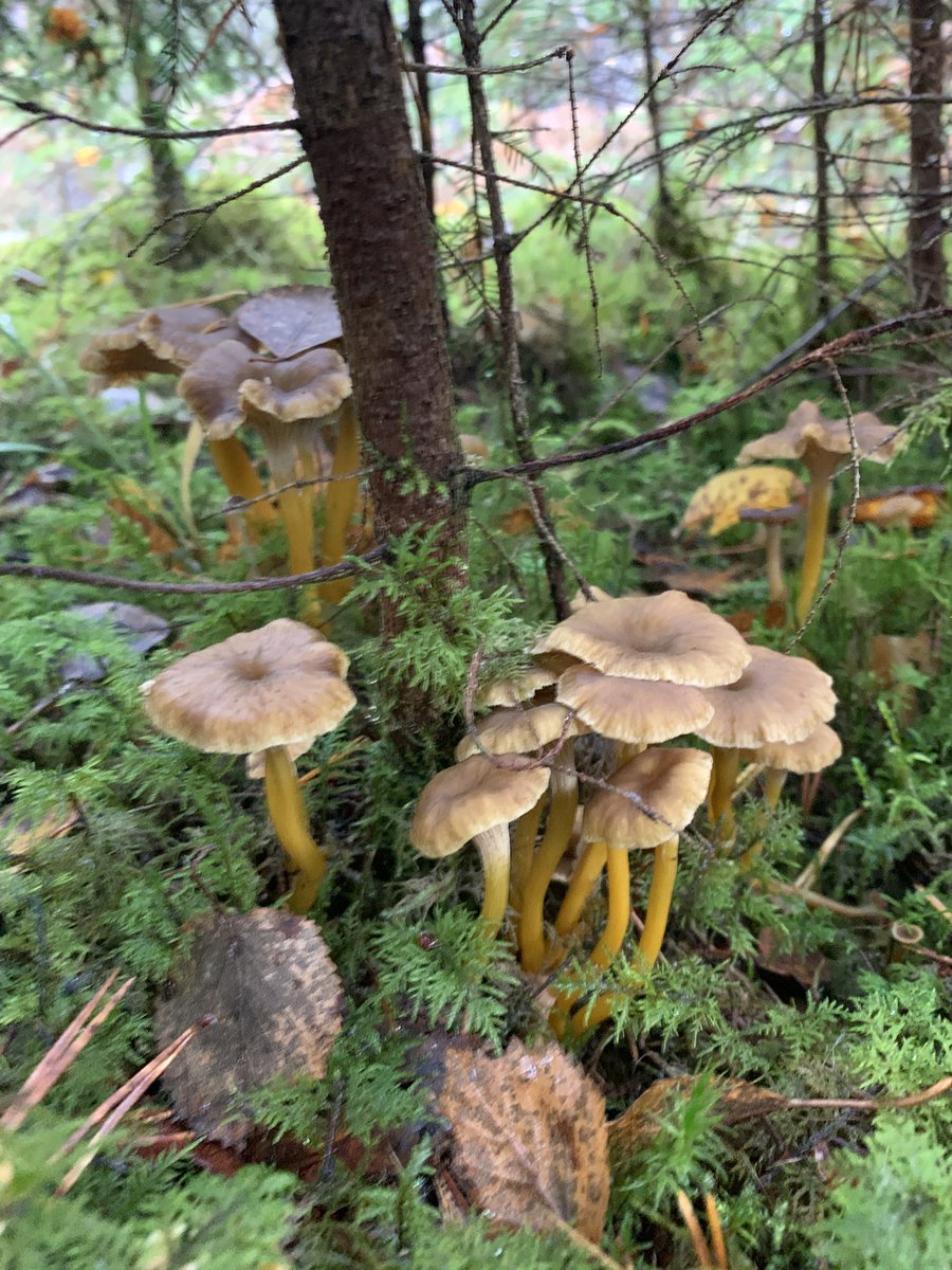 TheAfsin's tweet photo. A colourful autumn walk today.   #trattkantarell #funnelchanterlelle https://t.co/hUlVgYtx6e