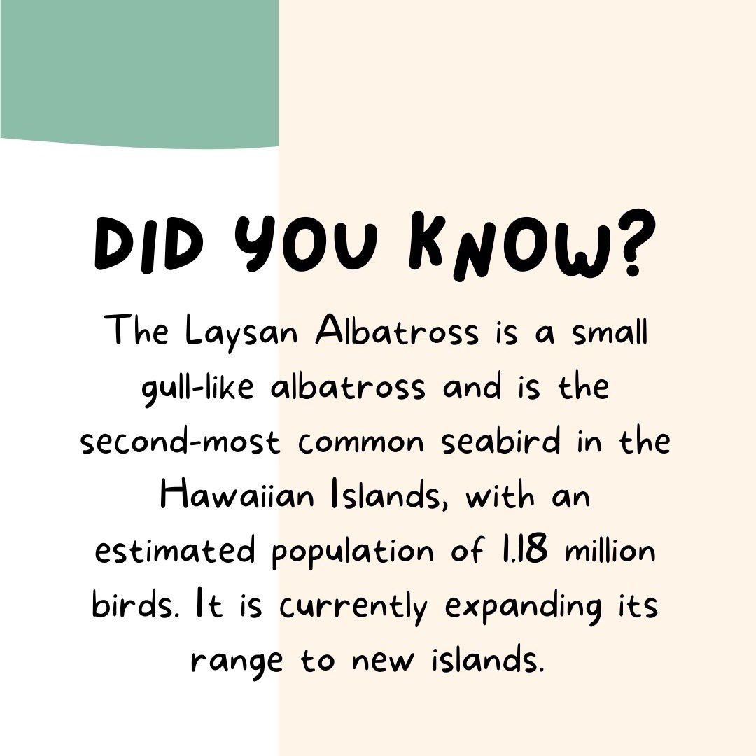 birdfunfacts's tweet photo. Laysan Albatross - a wonderful bird. #funfacts #birdsoftwitter #birds #nature #natureoftwitter #birdphotography https://t.co/uMAtAkmuzP