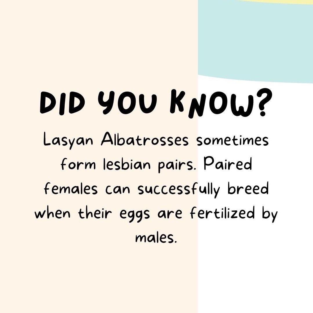 birdfunfacts's tweet photo. Laysan Albatross - a wonderful bird. #funfacts #birdsoftwitter #birds #nature #natureoftwitter #birdphotography https://t.co/uMAtAkmuzP