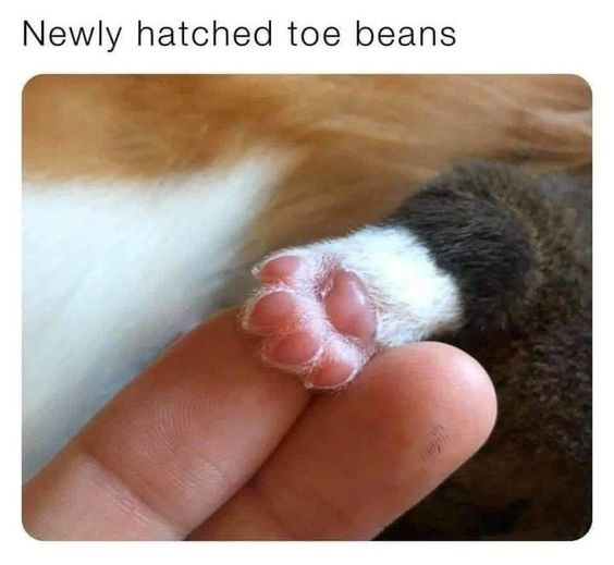 WholesomeMemes (@wholesomememe) on Twitter photo 