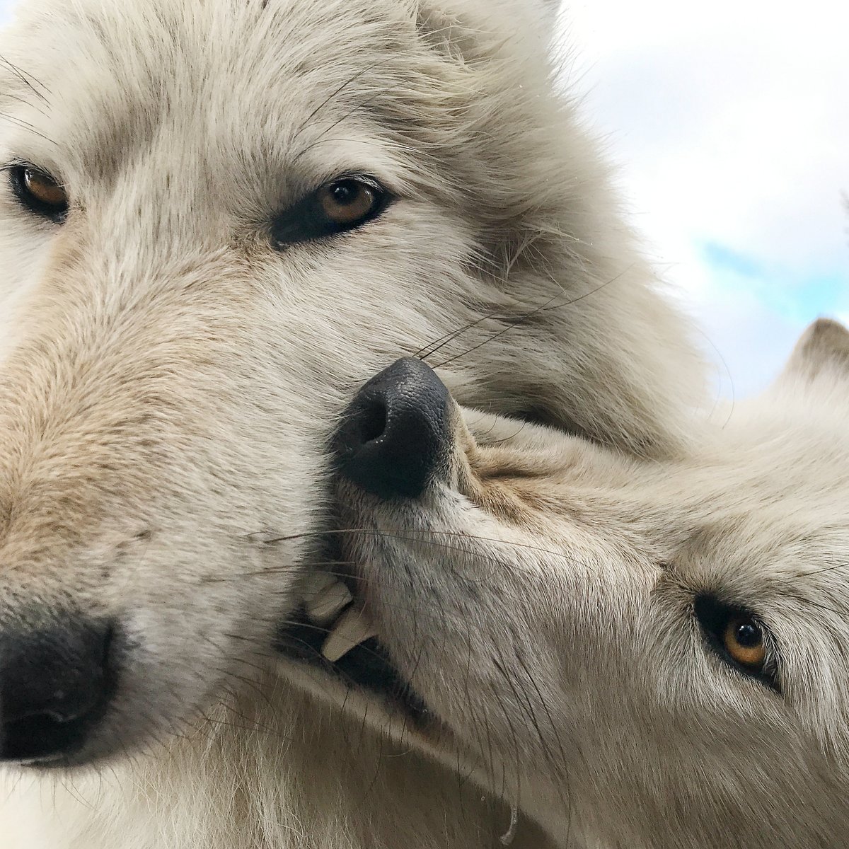Lessons from wolves.
Wolves know that cooperation is key, + ongoing interpack strife can result in devastating effects on the family, even deadly. So, parents teach their young how to cooperate, manage impulses, + reconcile after conflict.

Don't hold a grudge. Be like a wolf 🐺