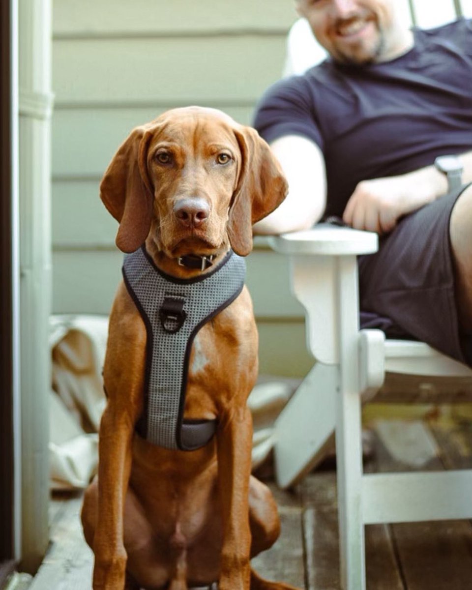 GWjaredwj's tweet photo. My sister captured a few great shots of our new pup, Jetson. Check her out if you are looking for an amazing newborn photographer in Washington, DC Metro Area. | https://t.co/adhSSQf1fw #vizsla #vizslagram https://t.co/VNP4tYTc3Y