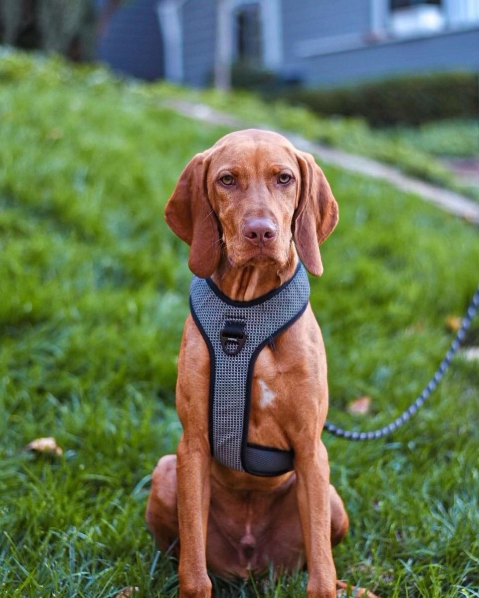 GWjaredwj's tweet photo. My sister captured a few great shots of our new pup, Jetson. Check her out if you are looking for an amazing newborn photographer in Washington, DC Metro Area. | https://t.co/adhSSQf1fw #vizsla #vizslagram https://t.co/VNP4tYTc3Y