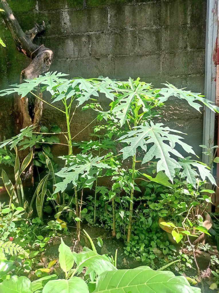 Hola! Feliz domingo 💛 yo aquí echando mi platicadita con mis amigas las plantitas, les presento a las empoderadas 'las papayas'. Fueron una sorpresa en el jardín y llegaron para quedarse 🍃☀️ #Nicaragua
