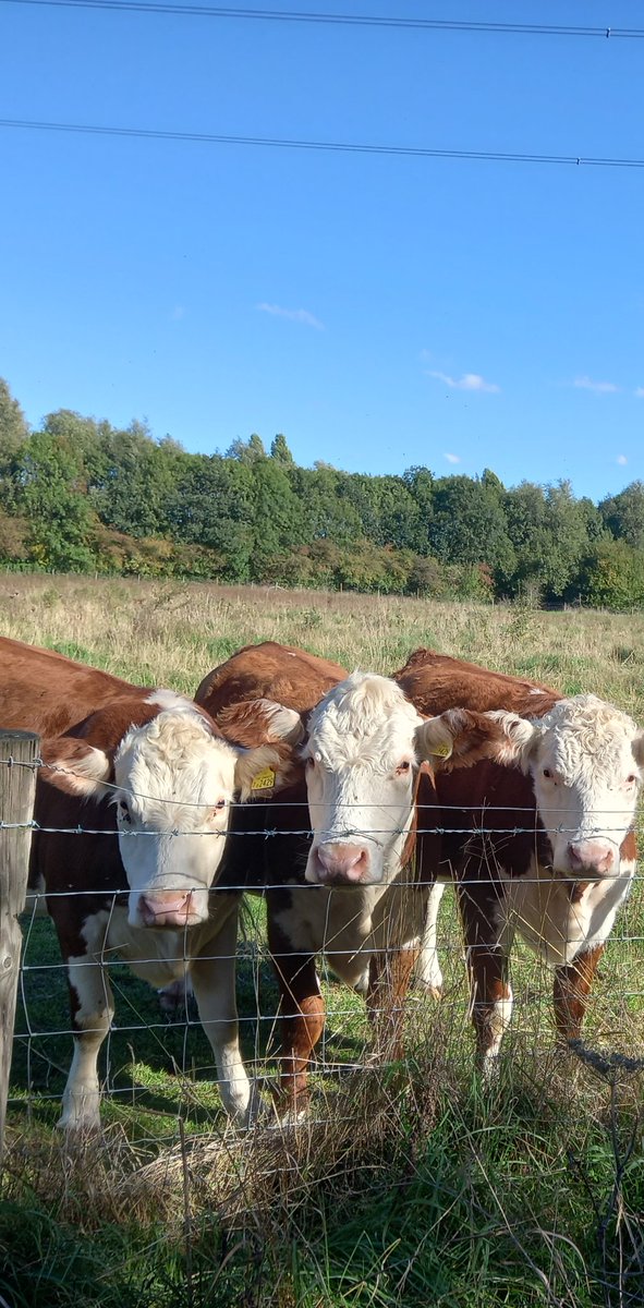 katejay72 tweet media