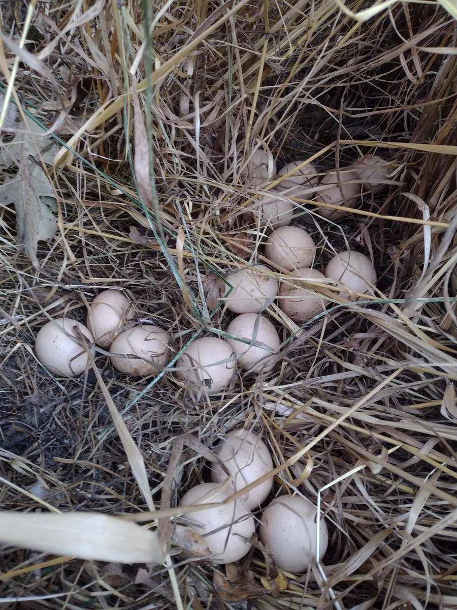 marginalme's tweet photo. I knew there was still one girl heading into the woods. I ran short of chicken wire and she walks the fence until she finds a way through. Took me a few weeks to find her sneaky spot. #BadChicken https://t.co/8XD0OcXBhg