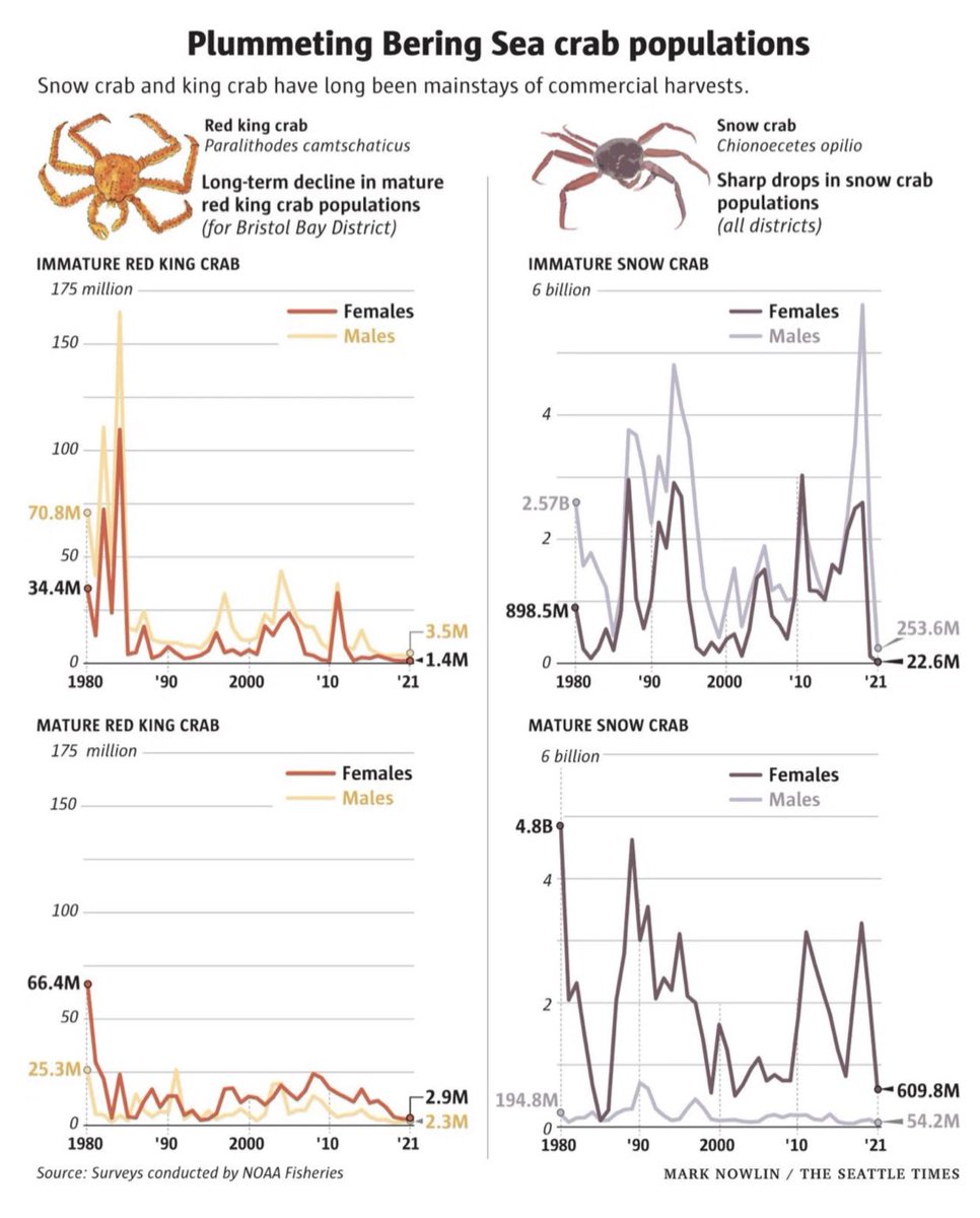 To begin, let’s differentiate the two major commercially-exploited and now crashed populations of crab in the Bering Sea: the snow and the king. Their behavior and life histories are very different. So are their collapses. Let’s start by recounting the recent one: the snow crab.