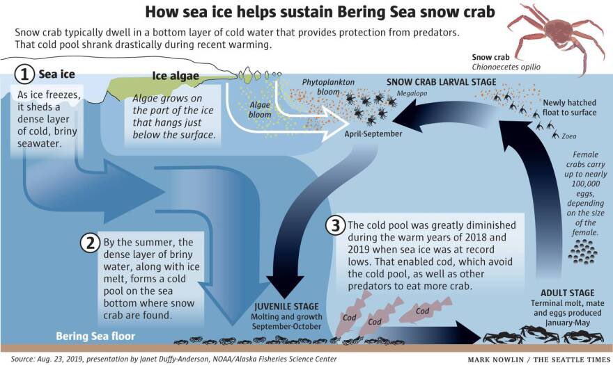 As sea ice forms in winter, salt is expelled and cold, dense water sinks to the floor of the Bering continental shelf, forming what marine ecologists call the “cold pool”. This is where young snow crabs grow up with abundant food, in water too cold for many predators… until now.