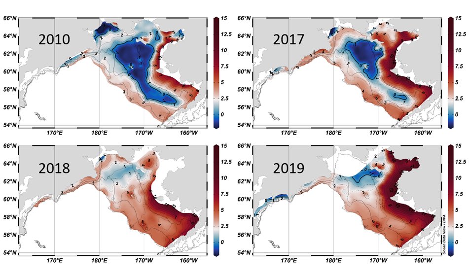 As the planet has heated, the shrinking cold pool has put snow crabs’ backs against the wall. Where once safe, juvenile crabs can be caught by predators like cod penetrating the warming water. Evidence shows the young crabs have followed the pool north. sciencedirect.com/science/articl…