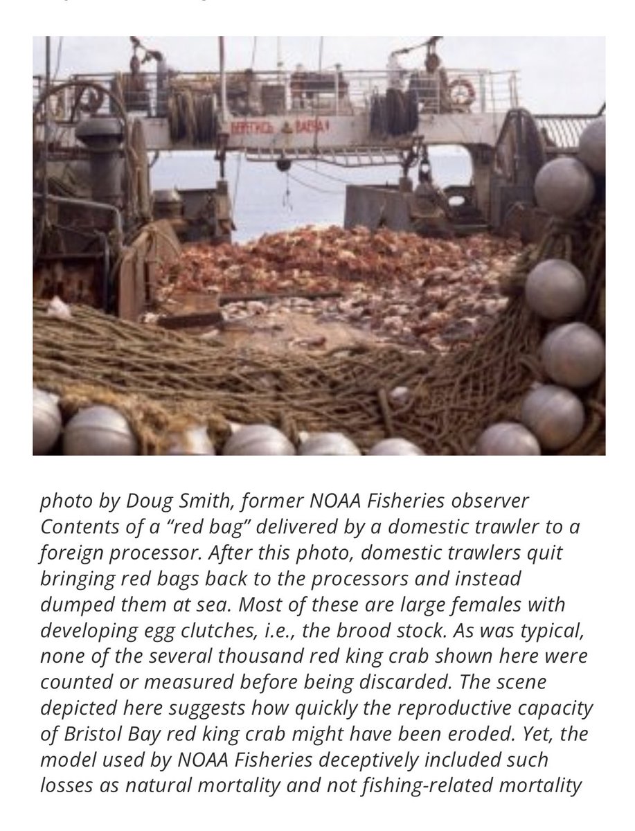 For decades, the US NOAA lied to the world about what happened to the crabs. In 2021, a whistleblower came forward, saying, “Managers pushed the natural mortality story because they knew it might divert the focus from overfishing to natural catastrophe.” peer.org/alaska-red-kin…