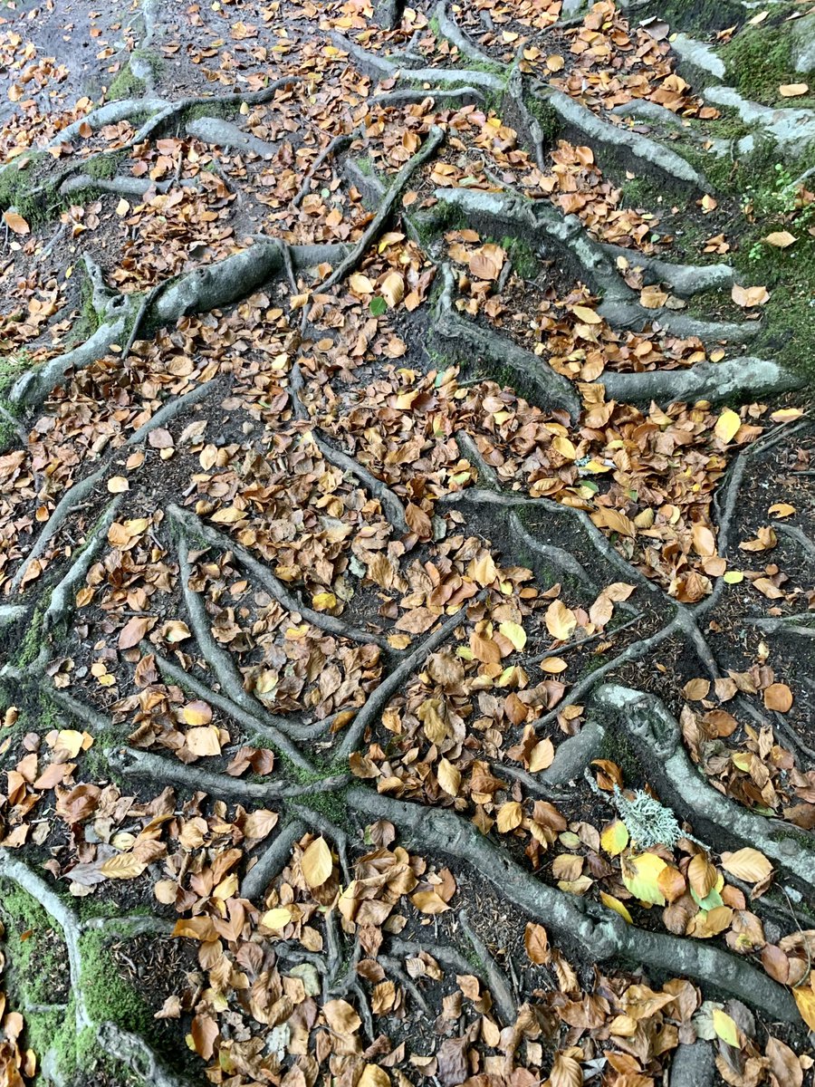 HaslemereHills's tweet photo. A lovely walk around Waggoners Wells this afternoon. Great to see that rhododendron bushes are being cleared out 👏👏👏⁦@southeastNT⁩! ⁦@nationaltrust⁩ #biodiversity ⁦⁦@VisitHampshire⁩ https://t.co/QEpKa1Uyvm