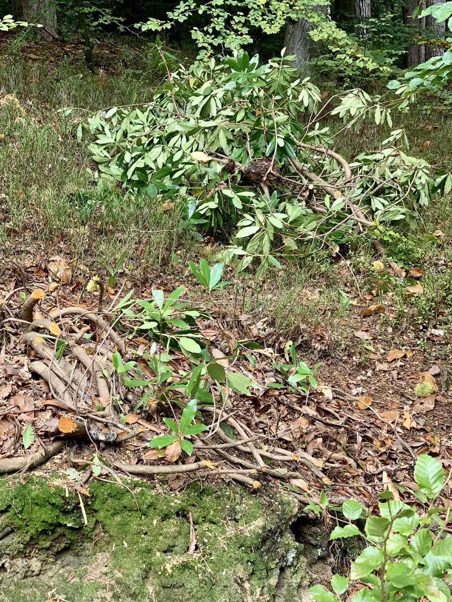 A lovely walk around Waggoners Wells this afternoon. Great to see that rhododendron bushes are being cleared out 👏👏👏⁦<a href="/southeastNT/">National Trust South East</a>⁩! ⁦<a href="/nationaltrust/">National Trust</a>⁩ #biodiversity ⁦⁦<a href="/VisitHampshire/">Visit Hampshire</a>⁩