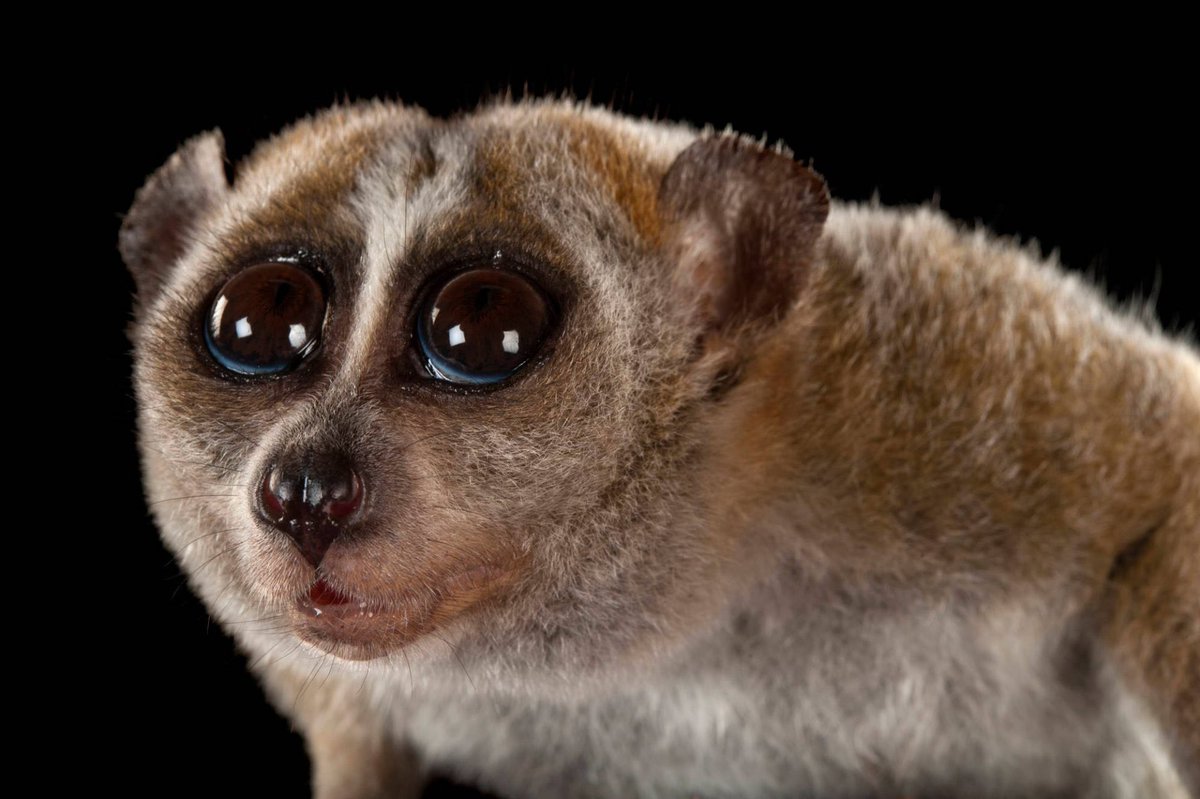 Lorises, like this pygmy slow loris, are the only existing venomous primate species in the world. Venom is produced by mixing secretions from a gland on their elbow with their saliva, which is then delivered into the bloodstream of their victims via their razor-sharp teeth.