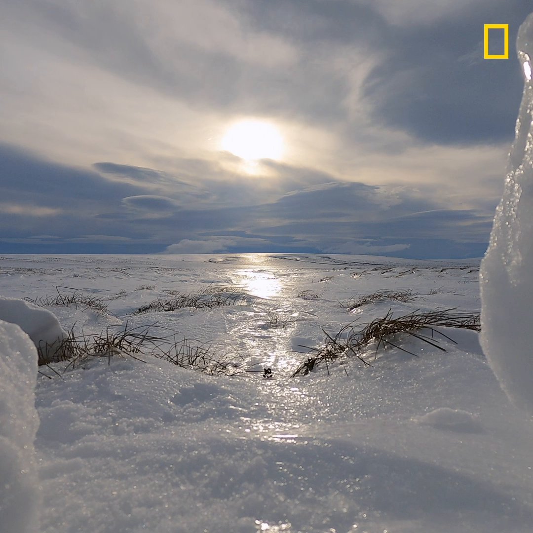 National Geographic TV on Twitter "Can you hear the howl of the wind