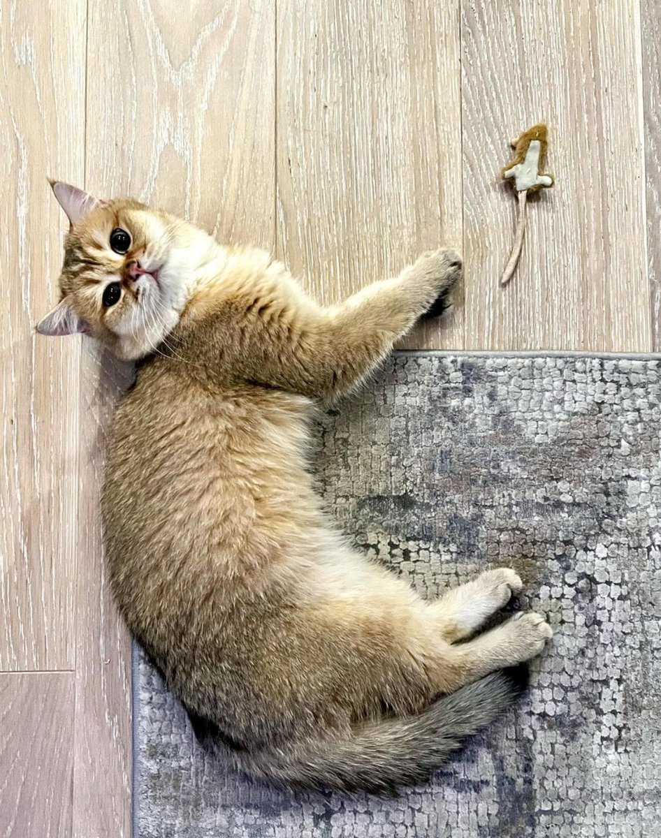 PawpularApp's tweet photo. Share your Pet Photo and get a chance to win WL spots!!!

To enter👇
- Follow 
@PawpularApp
@peledag
@Phantom88_3E

- Like &amp; RT
- Tag 3 friends 
- Upload photo or Videos :)
- Enter hashtags #Pawpular #PawpularNFTs

------------------
#nfts #eth #crypto https://t.co/D7UPGR2zva