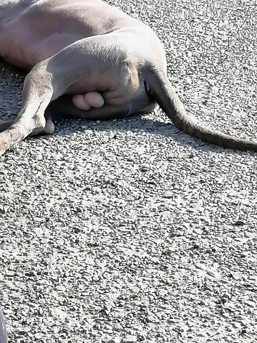 Dogs bollocks today that ride &amp; the scenery was picturesque 👀🐶🚴‍♂️