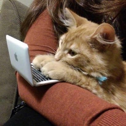 nocontextscats's tweet photo. Admin reveal https://t.co/OozZF2x0C7