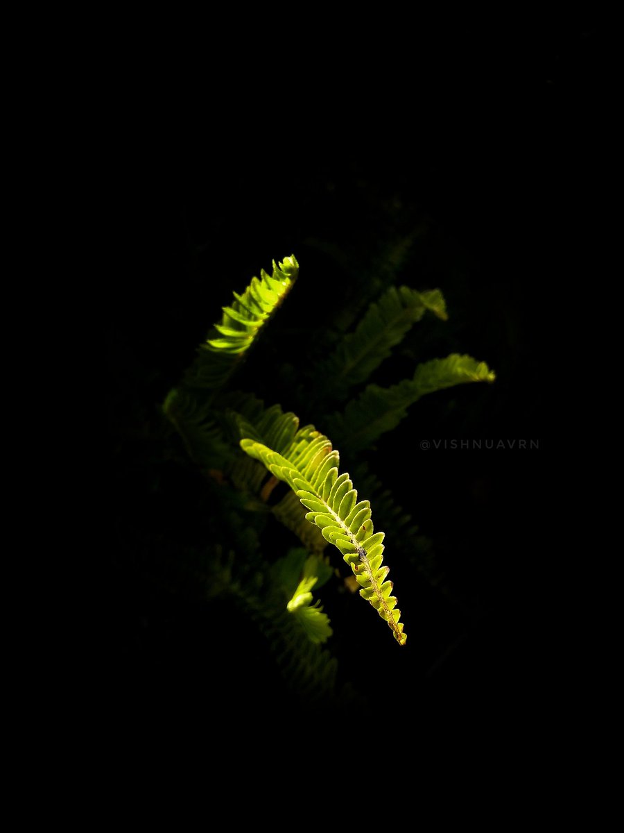 Vishnuavrn3's tweet photo. Dark to light 🍃
 #shotonmobile #shotonmotorolag5splus #snapseed #vishnuavrn #naturelover #naturephotography #kodaikanal https://t.co/X7Hem9DLqc