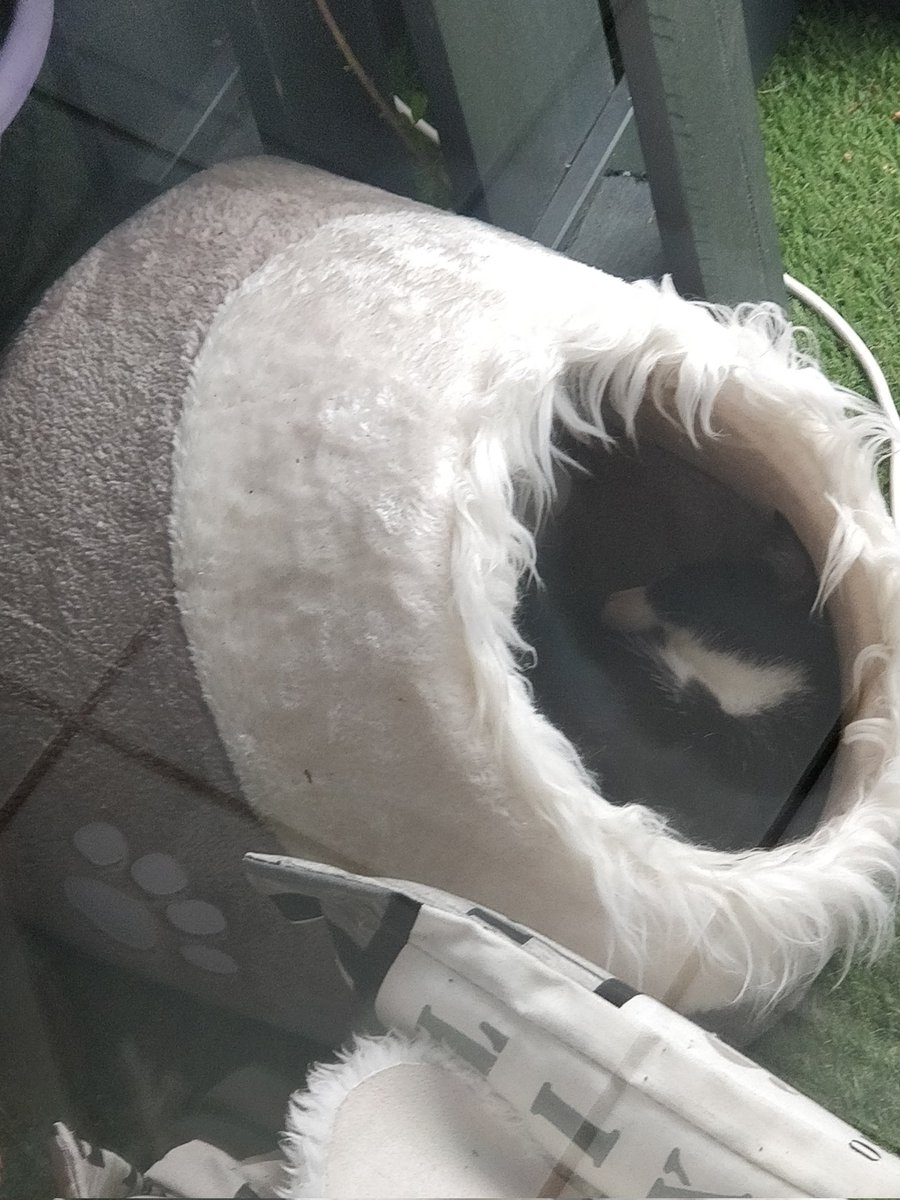 LerntGernDazu's tweet photo. Auf meiner Terrasse übernachtet regelmäßig Besuch.
In den kalten Wintertagen 21/22 habe ich, für kleines Geld, ein "Bettchen" angeschafft.
Wir kennen uns nicht persönlich &amp; ich bin eigentlich kein Katzenmensch, aber sie wohnt jetzt zur Untermiete &amp; ich erfreue mich oft daran. 🥰 https://t.co/vrR7wLnpbT