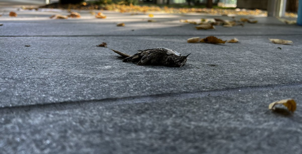 CalgaryResponse's tweet photo. Same bird - 2 angles.
I have a keen eye and walked right past it. Guest with me noticed it thankfully. Someone had stepped on it.
Just because you don’t see them doesn’t mean it isn’t happening. #BrownCreeper. #MarkYourGlass and #DimYourLights! #WindowStrikes @FLAPCanada https://t.co/3xgeViFQST