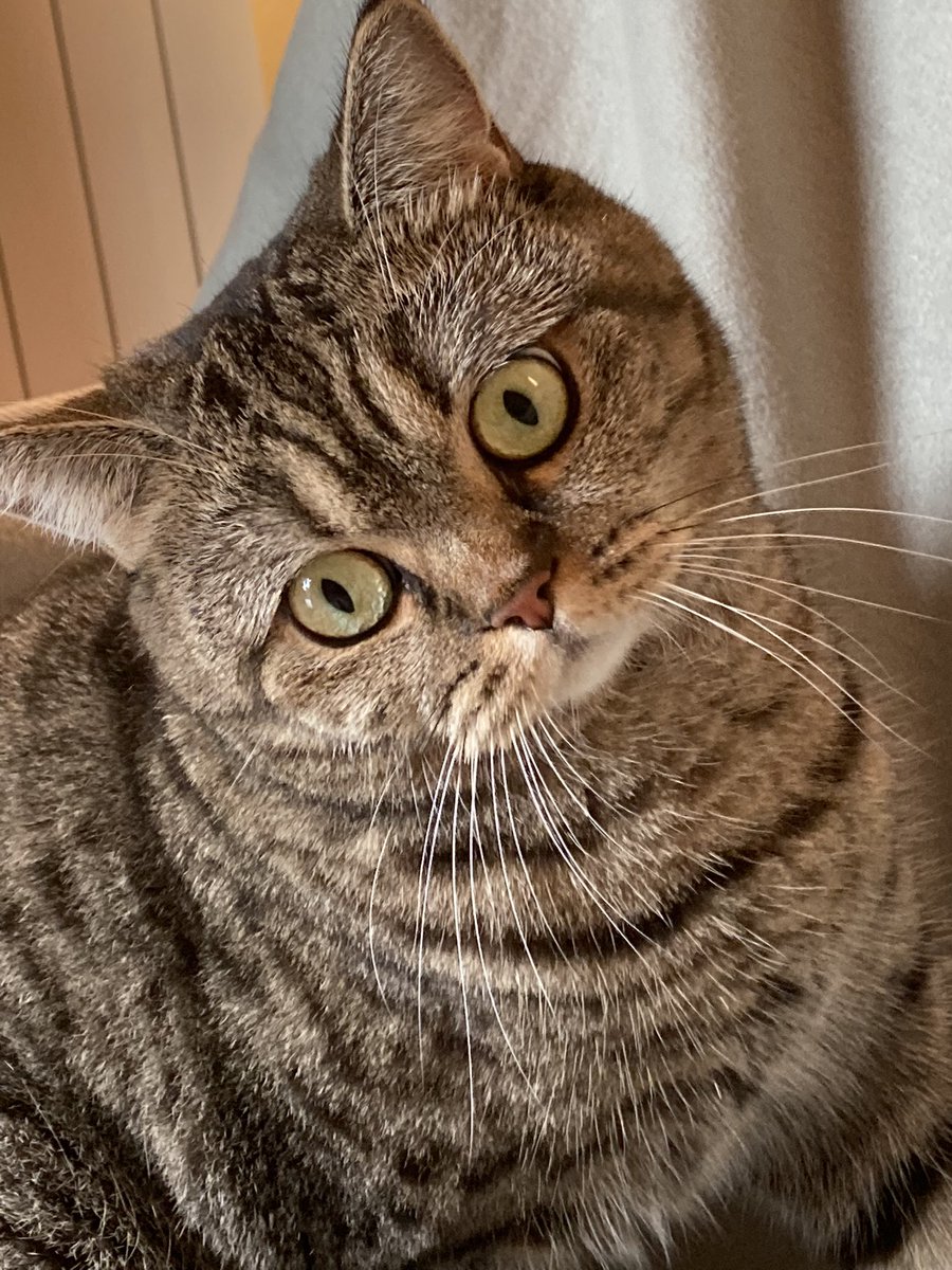 Atrebor78's tweet image. “Ah. Domani è lunedì?!” #smonday #JunoTheCat