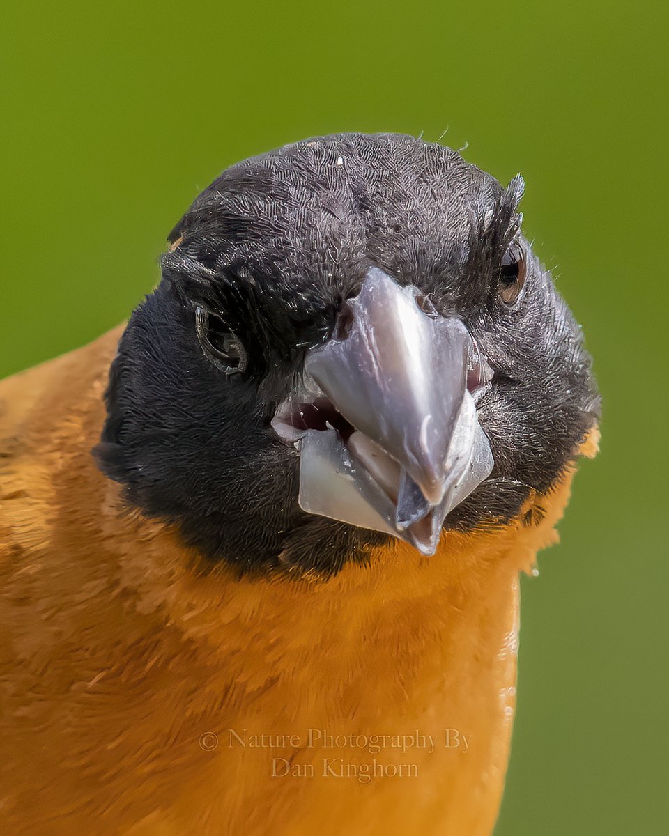 EL0NCOMMUNITY's tweet photo. #TweetTweetTweet #NaturePhotography #Birds #Photography #BirdPhotography #ThePhotoHour https://t.co/htVfocMu4j