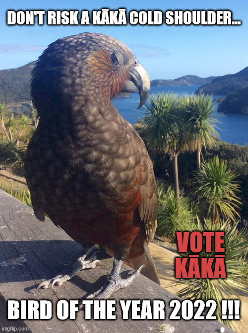 KakaBotY2022's tweet photo. Bird of the Year opens NOW! You know what to do, and don't forget the Underbirds. You'll note handsome Kākā is the poster boy this year. }>
image credit Stuart Farquhar.
#KakaBirdOfTheYear2022 #ForestandBird
https://t.co/LIC885L8A4 https://t.co/ChQbwHfCom