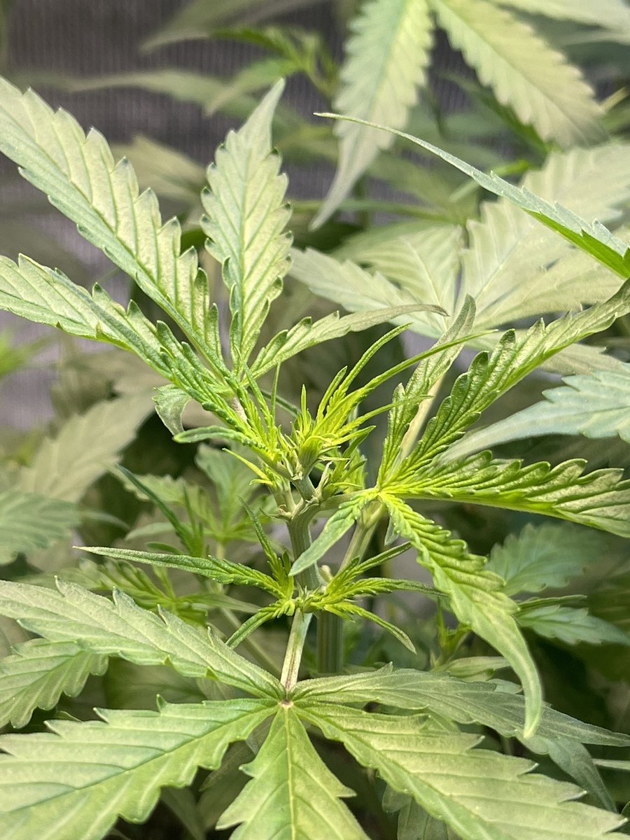 a_rcactus's tweet photo. 5w 3d #critical #royalqueenseed https://t.co/y2KsnnAxv4