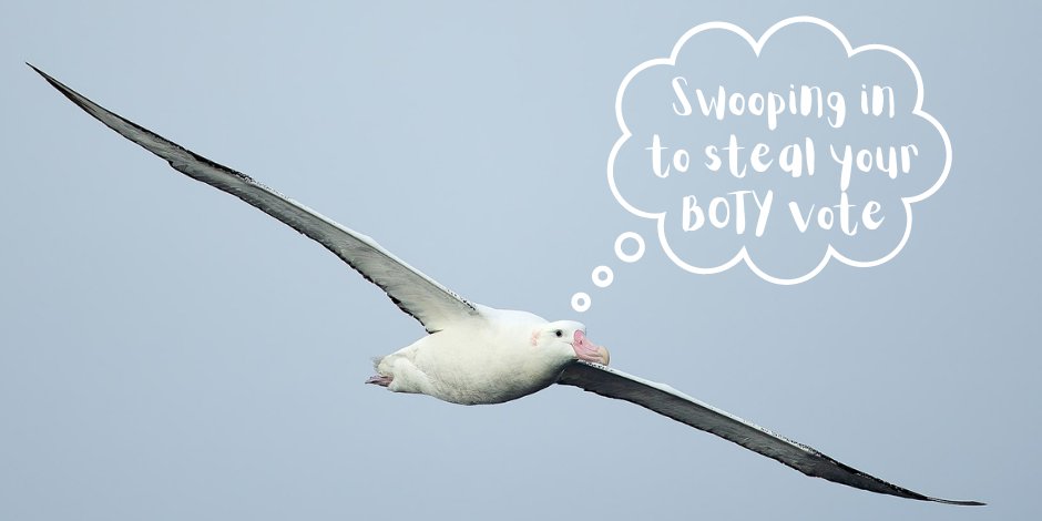 It’s time to vote in Bird of the Year 2022!

We’re backing #SeabirdsNotTreebirds again this year, supporting the magnificent Toroa (Antipodean albatross). Show your love for the moana this #BOTY by giving Toroa 1️⃣
birdoftheyear.org.nz

#BirdOfTheYear <a href="/VoteToroa/">Antipodean Albatross for NZ Bird of the Year</a>
📷: JJ Harrison