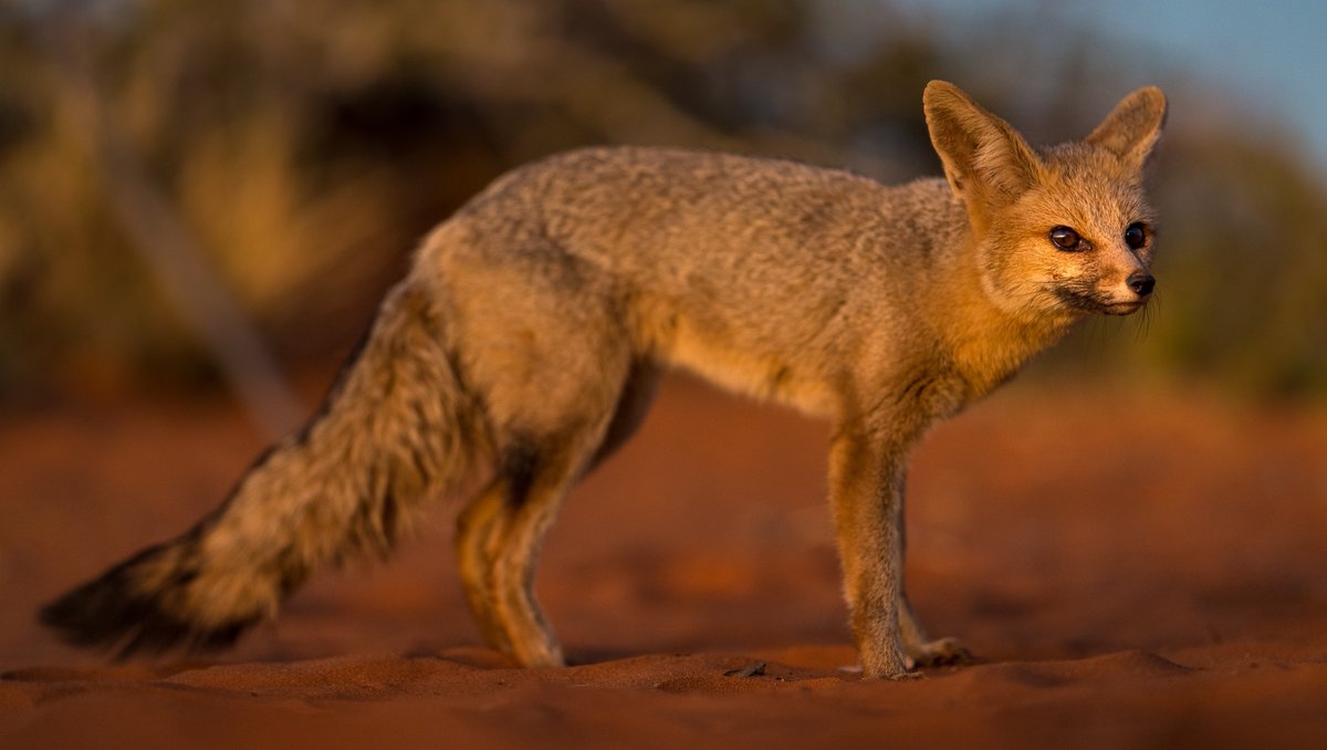 Catching sight of #nocturnal #animals is about being in the right place at the right time. Species like the Cape #fox are usually active just before dawn or after dusk. #CapeFox #NatureCaptures #foxes #wildlifephotography