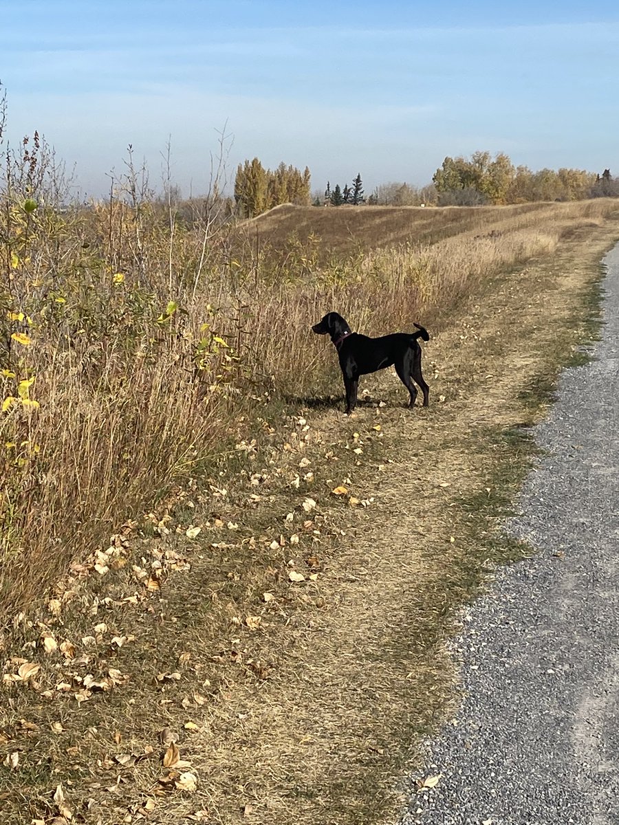 HoppyRob's tweet image. Sunday afternoon walk with Piper, it’s a great day with my pup!!!!