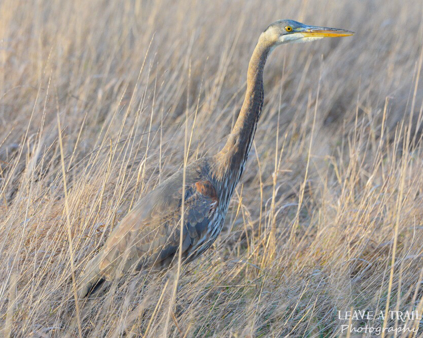 Leaveatrailpics's tweet photo. Great Blue Heron
🌎Stanwood, Washington  .
.
.
.
.
.
.
.
.
.
.
#livewashington #washingtonexplored #wanderwashington #pnwonderland #ThatPNWlife #PNWcollective #pnwadventures #pnwphotographer #pnwwonderland #pnwphotography #pnwlove #pnwisbeautiful #pocket_animal #RSA_Nature #BNS https://t.co/Q8XJky5oOJ
