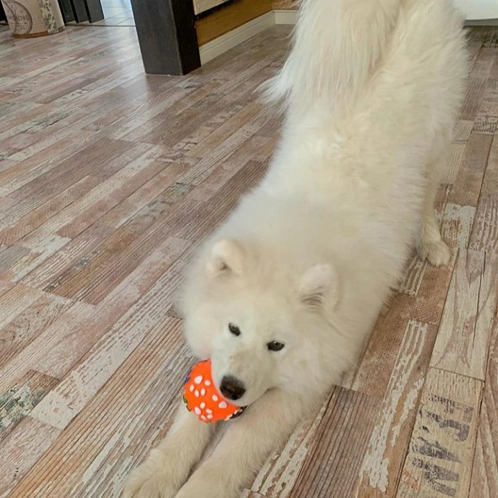 tonysteve4483's tweet image. Cute doggy 🤠🤠