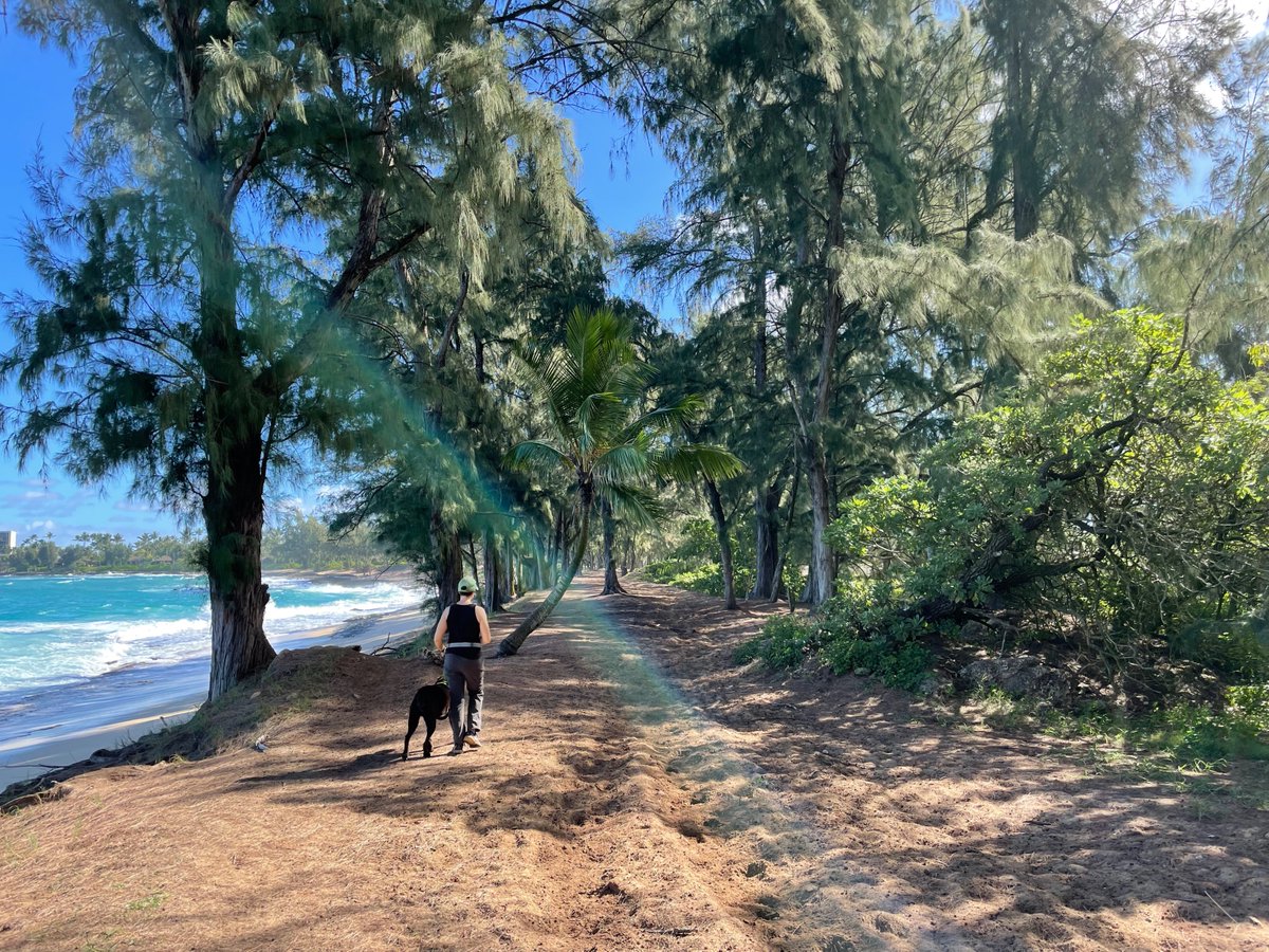 My other favorite is the trails through the pine forests of the North Shore. Hilo loves these trails, too! He also gets to go swimming sometimes on these walks.