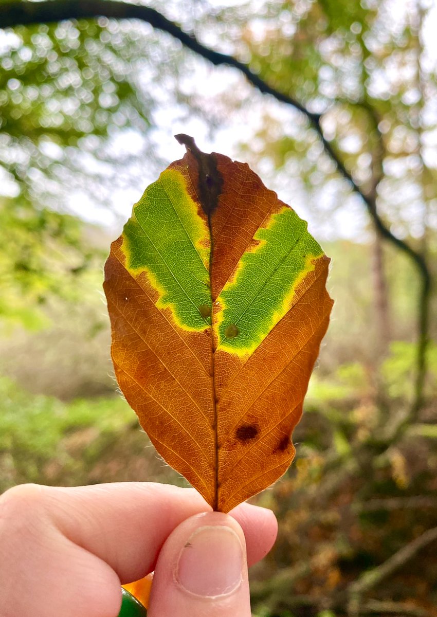 Lucy_Lapwing's tweet photo. Day 11: nearly forgot! The green splashes emanating from the galls on this beach leaf are just heaven 🤌🏻😍 #LeafRelief https://t.co/HK9LQn3j2h