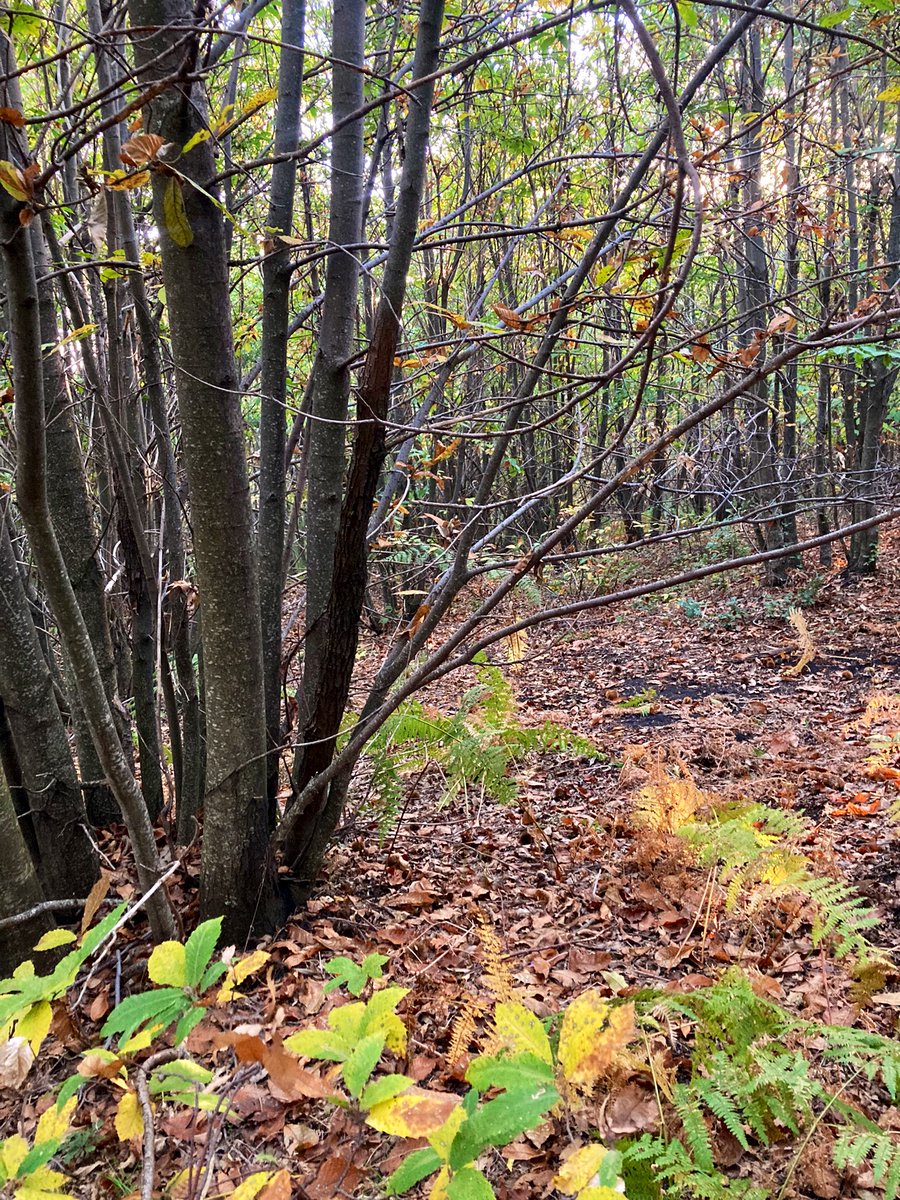 Greta_D18's tweet photo. Autumn 🍂 https://t.co/lLo4HDSEuw