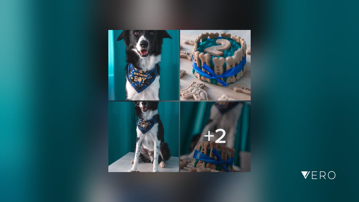 SixVertikal's tweet photo. HAPPY BIRTHDAY🎉🎊#CloseUp #Mammal 

#DomesticAnimals #Food #Blue #Pet #happybirtday #cumpleañosfeliz #cumpleaños #perrosdeinstagram #border #bordercollie #moodgreen #dog #dog4life #perro #pastoreo #tarta #tartadefrutas #birthdayboy https://t.co/ik4NQ1Dmt4 https://t.co/eWhDkBb1Mz