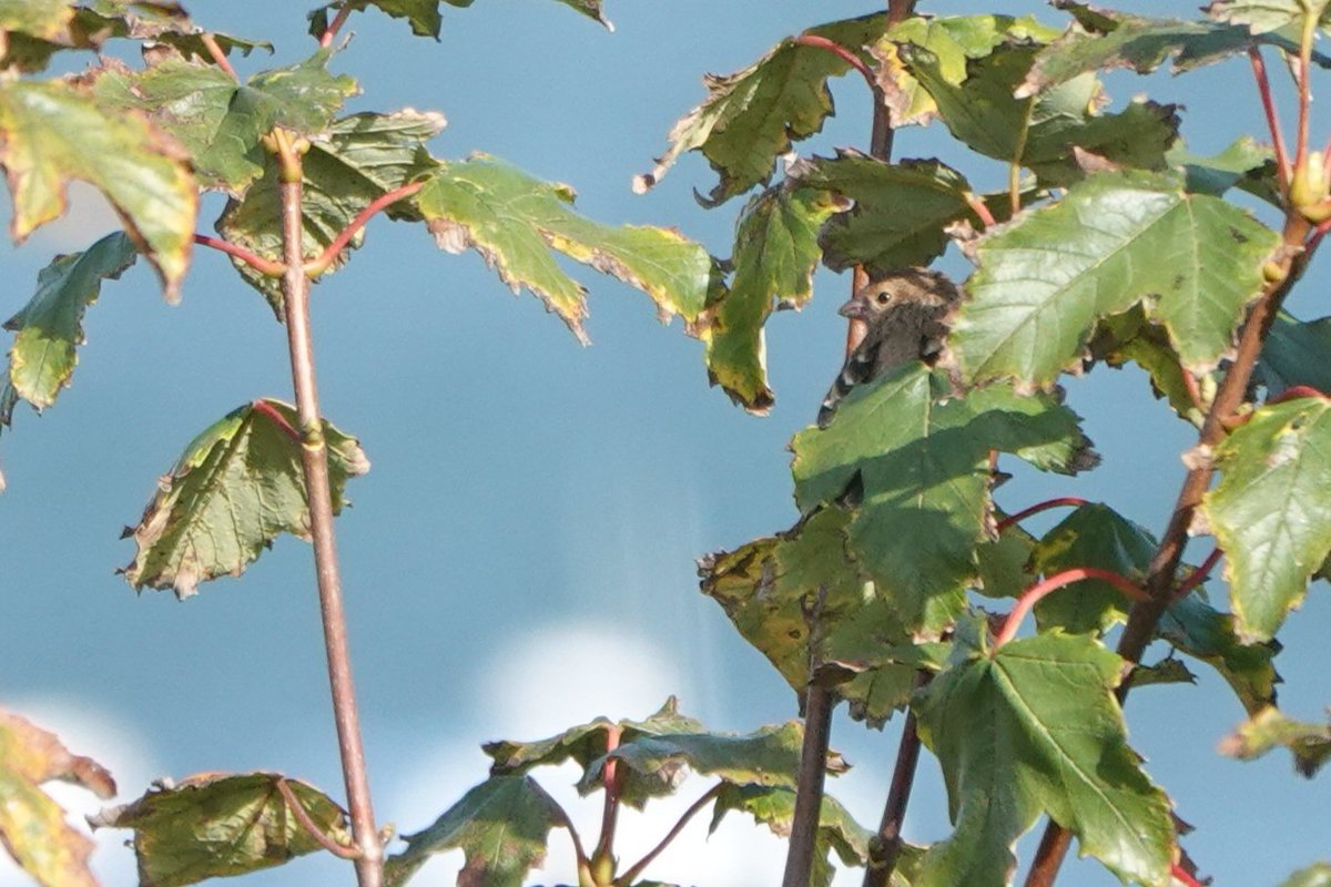 Amy W Schwartz tweet media