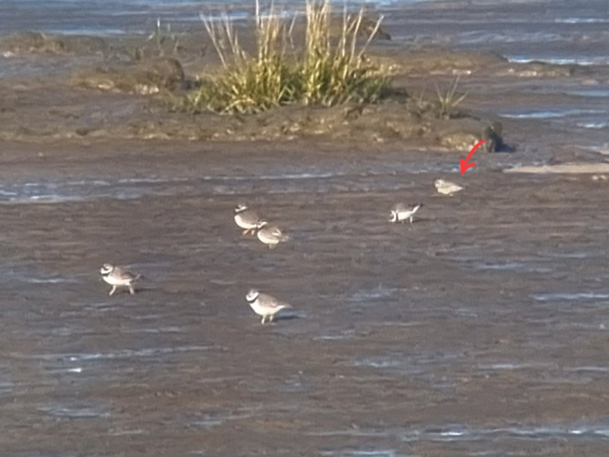 Amy W Schwartz tweet media