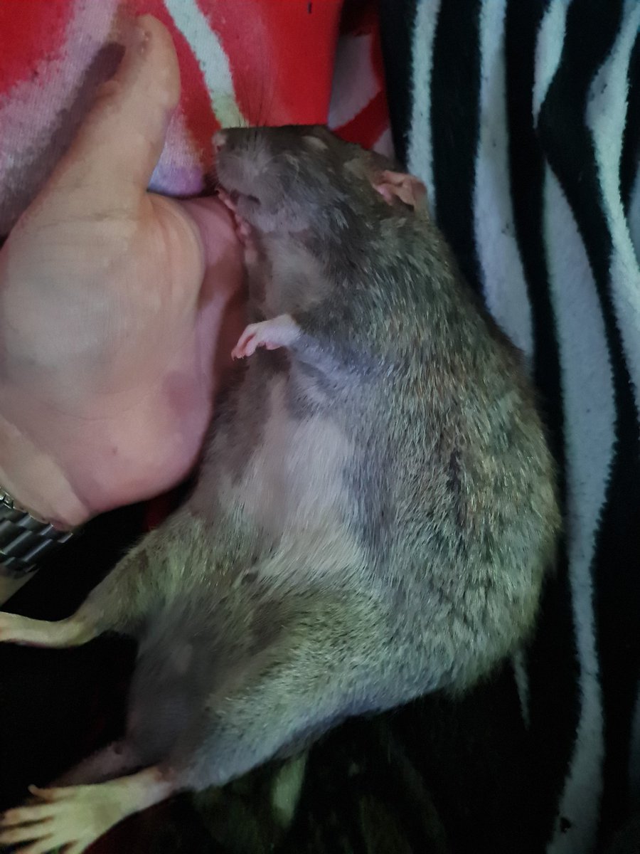 armagedda1987's tweet photo. Trinity and Slim having a nap
#ratsoftwitter #farbratten #rattenliebe #agoutirats #fancyrats #petrats https://t.co/QZ90oN4BJJ