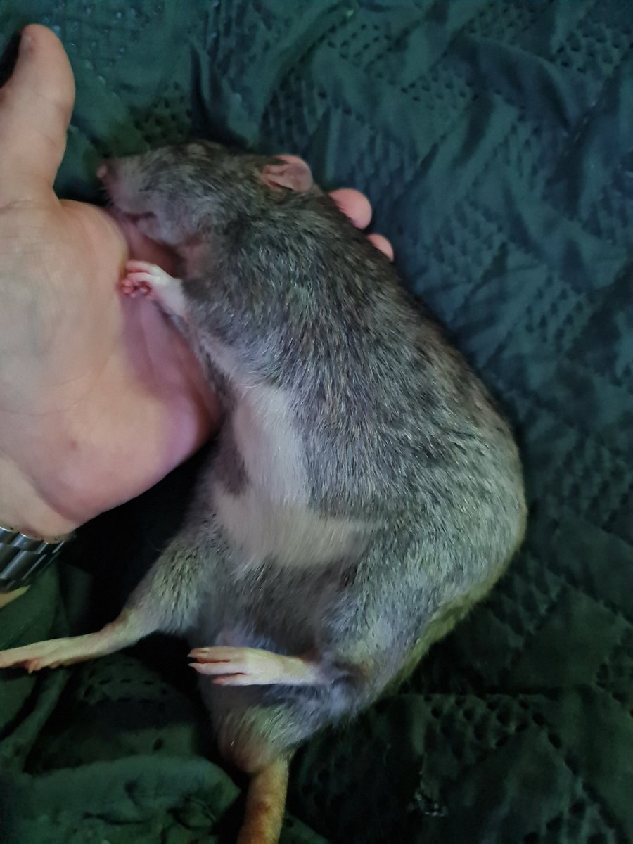 armagedda1987's tweet photo. Trinity and Slim having a nap
#ratsoftwitter #farbratten #rattenliebe #agoutirats #fancyrats #petrats https://t.co/QZ90oN4BJJ