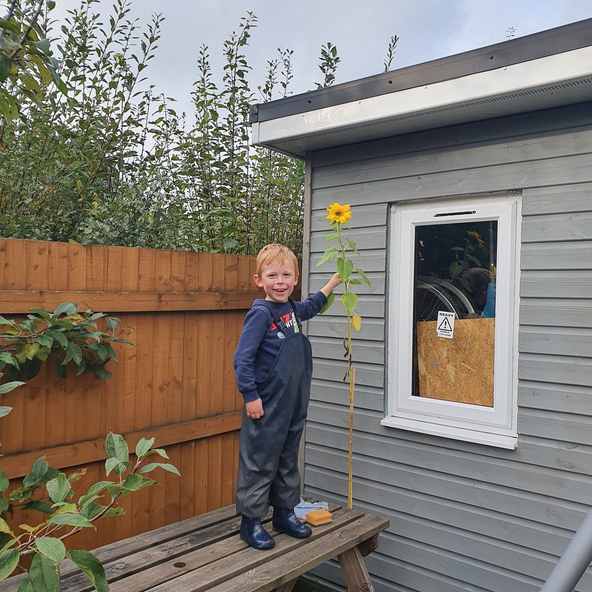 CJDymond's tweet photo. Very pleased that the we have a sunflower before it got too cold @penalltau @MonicoMrs @MrsRowlandsYP @missilesyp https://t.co/Zr001FZUaI