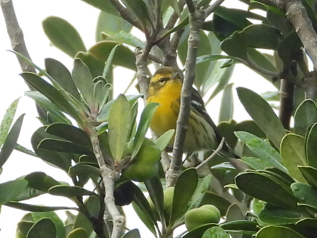 JJ, The happy face of @draycotebirding  a  few hours after he hit the bulls eye of why we all go birding  checking every spot for wind blown waifs,he was patching Bryher, every inch of it for two weeks, &amp; look what he found a 1st  @scillybirds