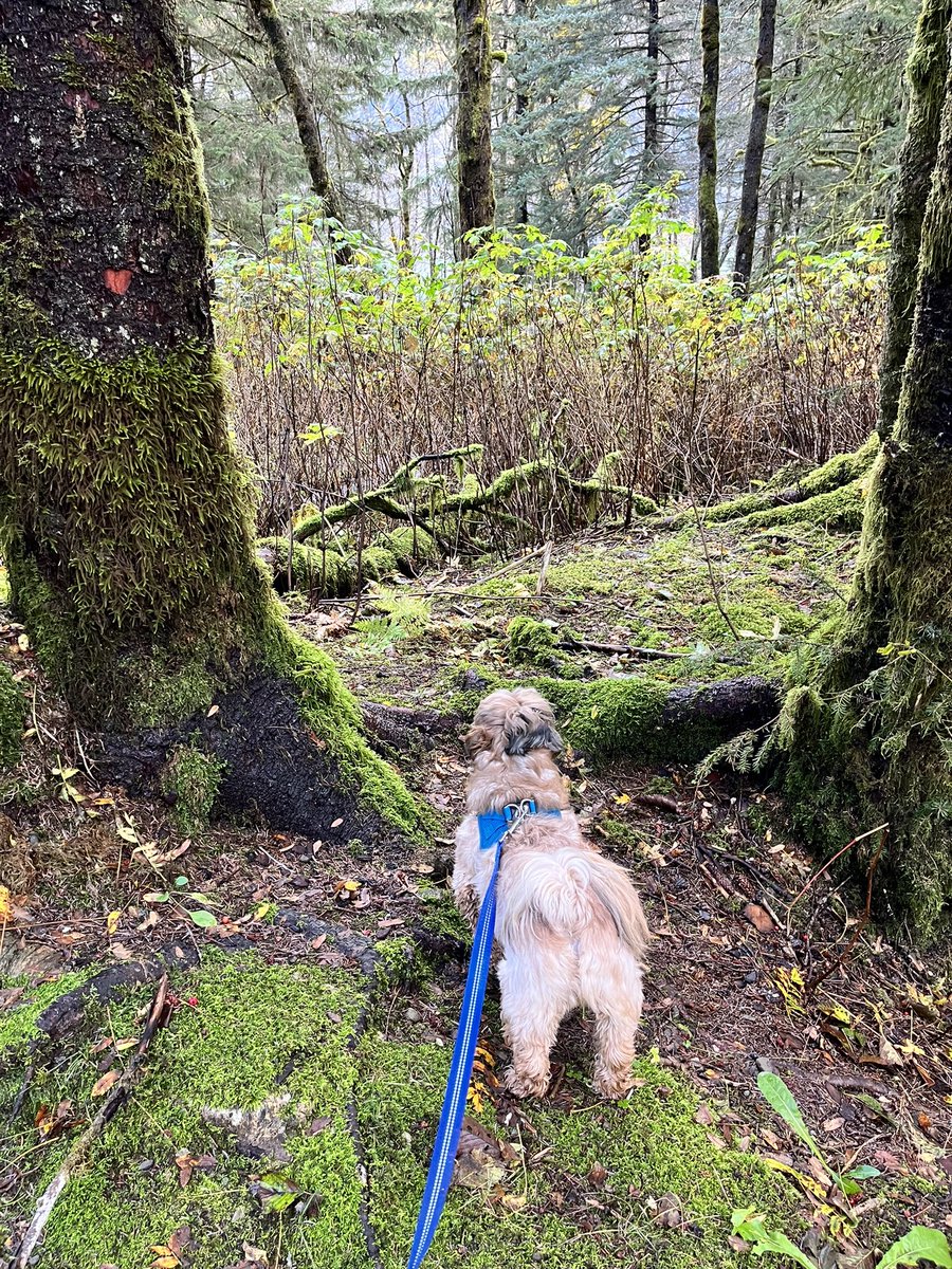 kitchenistakate's tweet photo. The sun came out after what feels like endless rain, so Hamish the Wee Beastie took an extra long meander this morning. (And got very dirty.)

#DogWalk #MorningMeander #ForestBathing #DogLife https://t.co/vMFdMWz8St