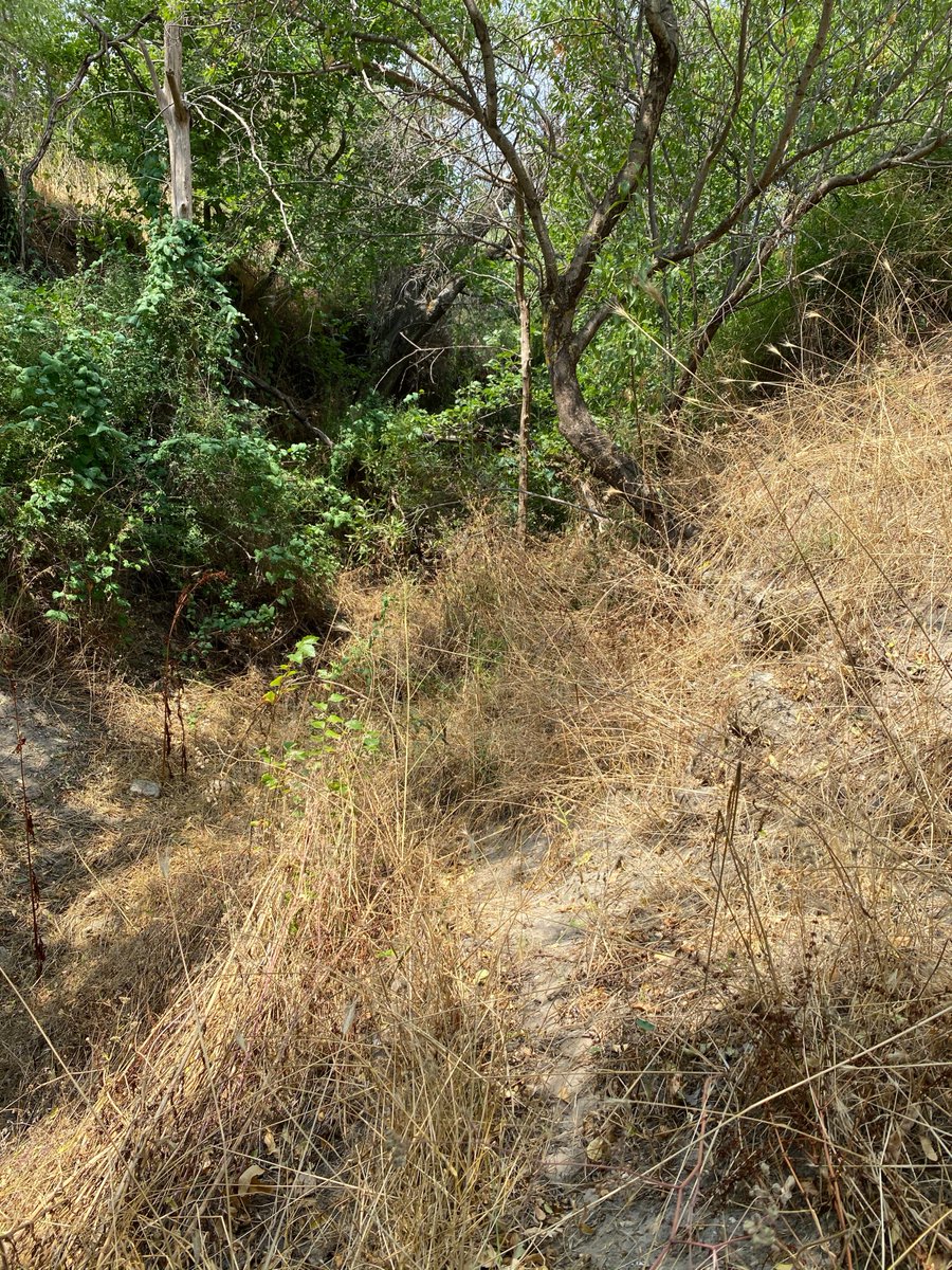Yes, we’re making a mountain out of a Mole Hill ;)

Here’s a short history of the neolithic tumulus from which Alec Riley watched the Lancashire Fusiliers enter battle on 8 May 1915 at #Helles #Gallipoli

steadyhq.com/en/littlegully…

Photos: <a href="/BillSellars2/">Bill Sellars</a> (July 2022)