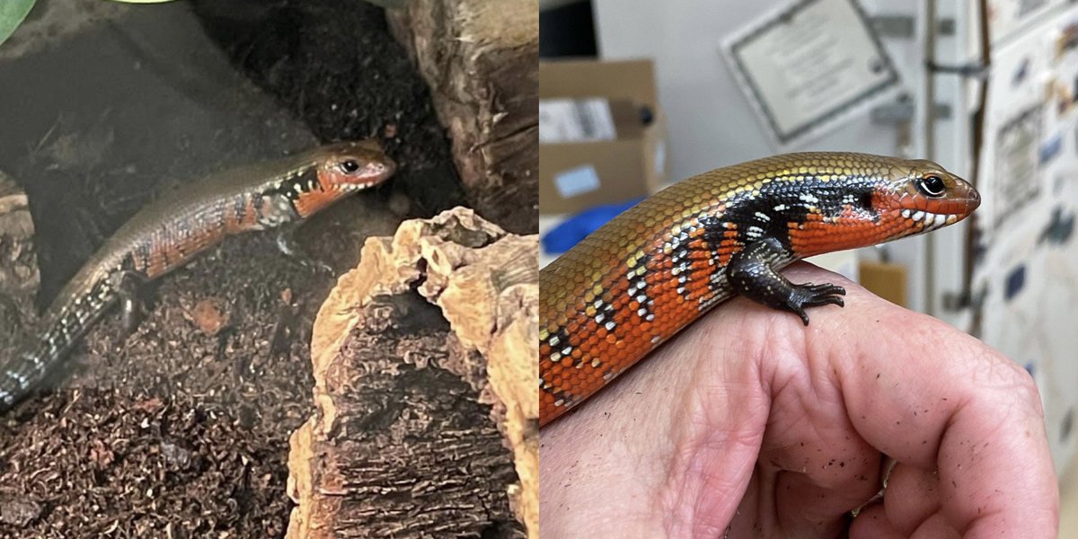 markowenmartin's tweet photo. How it started versus how it is going. #LadyAzula of the #FireSkinkNation a year ago, and last week. https://t.co/L31gsgQqRg