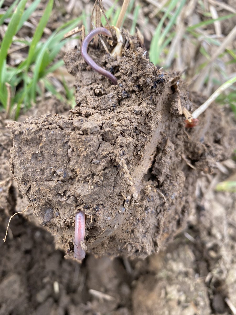 ReGenAgNorthEa1's tweet photo. Direct Drillingβ¦ Say no more ππ» #SoilHealth #Ryetec https://t.co/G5AbmVfe1Y
