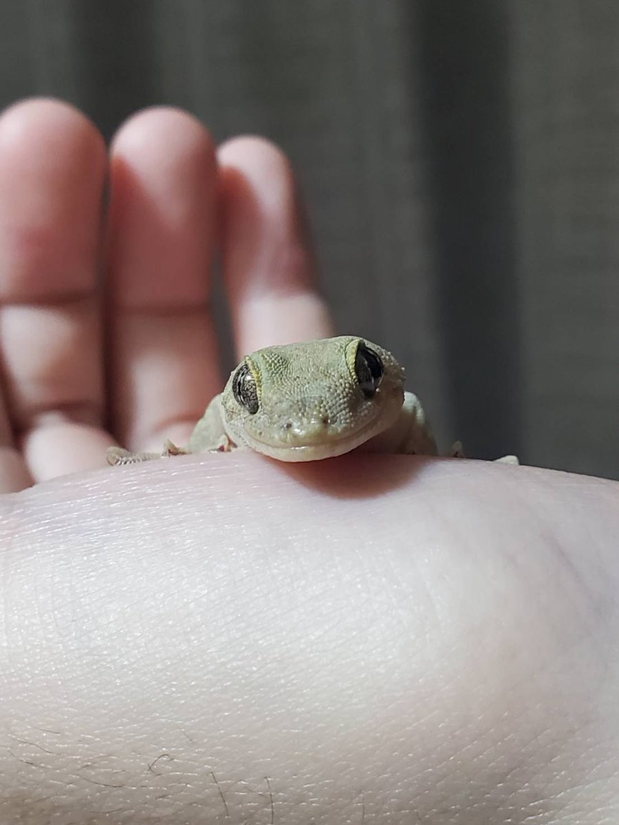 Rea_tarantula's tweet photo. うちには、トッケイちゃんとニホンヤモリちゃんがいるんだけど、どっちもめちゃくちゃ頭良くてびっくりする
場合によっては人並みに記憶力とかあるんじゃないかって思う
かわいいなぁ https://t.co/LLx1y0P8RN