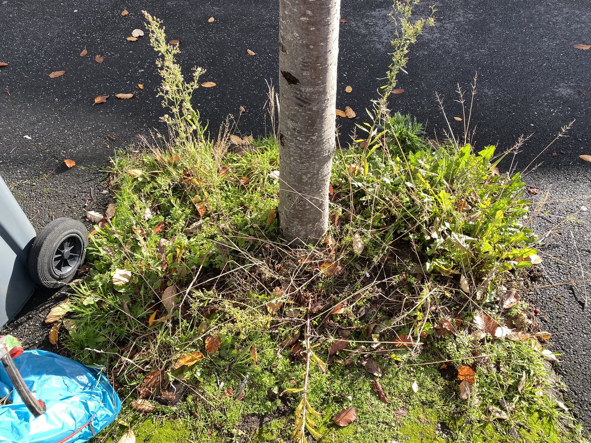 moss_side_eco's tweet photo. A little before and after from our litterpick yesterday. It’s really rewarding to stand back and see the difference you have made. Bin your rubbish and let nature thrive. #MossSide #MossSidePride #KeepManchesterTidy https://t.co/d9qFKEHQlU