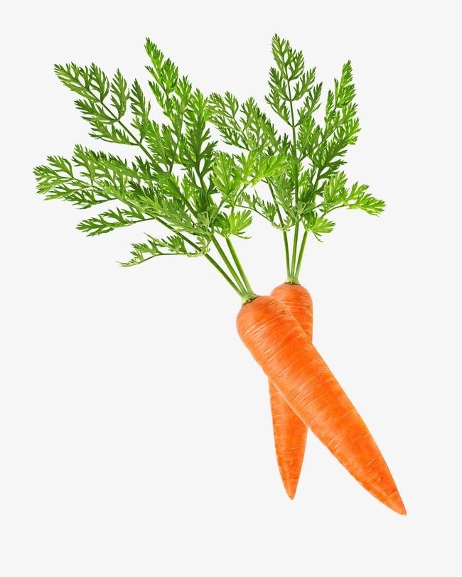 ใครที่ต้องการลดน้ำหนักเพียงแค่คุณรับประทานแครอท ( carrot ) ก็สามารถช่วยในการลดน้ำหนักของคุณได้แล้ว อาจจะดูเวอร์ไปแต่มันคือเรื่องจริงเพราะแครอทน้องสีส้มๆอันสดใสจะช่วยทำให้ระบบย่อยอาหารของคุณทำงานได้ดีขึ้น การลดน้ำหนักนั้นเป็นเรื่องง่ายและไม่ทรมานอีกต่อไป( กิจคิง ) <a href="/Cherrene19/">ًً</a>